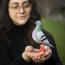Peppy Wind-up Pigeon Toy