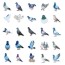 Pigeon Stickers - Pack of 50 Assorted Designs