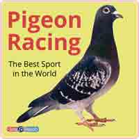 Pigeon Car / Window Stickers
