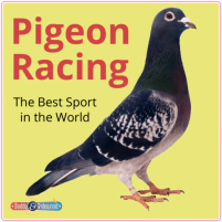 Pigeon Window Sticker 150mm (6'') Yellow Background